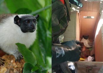 Sauim-de-coleira é resgatado pelo Batalhão Ambiental após sofrer descarga elétrica