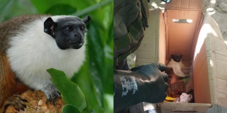 Sauim-de-coleira é resgatado pelo Batalhão Ambiental após sofrer descarga elétrica