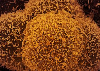 Nova subvariante da Covid-19 é identificada em Mato Grosso