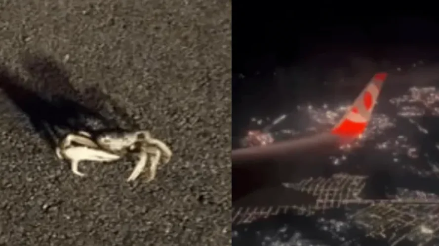 Piloto cancela pouso de avião de por causa de caranguejo na pista