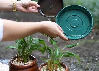 Eliminação de criadouros para mosquitos é a principal estratégia para prevenir dengue