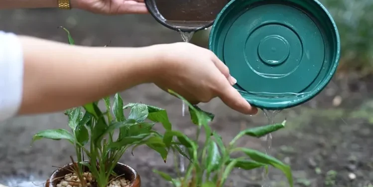 Eliminação de criadouros para mosquitos é a principal estratégia para prevenir dengue