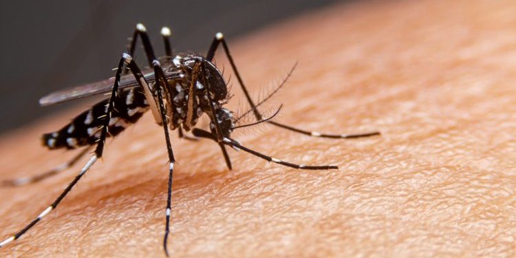 Veja municípios com maiores taxas de incidência da dengue no AM
