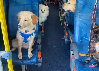 Dog Bus leva cães até a creche e vídeos fofos viralizam transporte ‘escãolar’