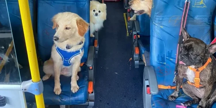 Dog Bus leva cães até a creche e vídeos fofos viralizam transporte ‘escãolar’