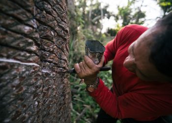 Mais de 80 seringueiros debatem fortalecimento da produção sustentável da borracha na Amazônia