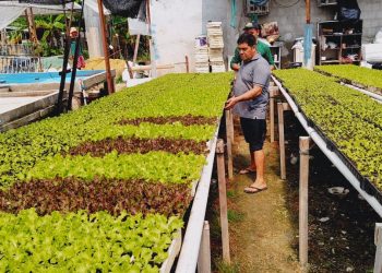 Idam reforça benefícios da hidroponia para a horticultura amazonense