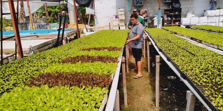 Idam reforça benefícios da hidroponia para a horticultura amazonense