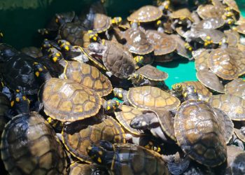 RDS Juma devolve 604 filhotes de quelônios à natureza