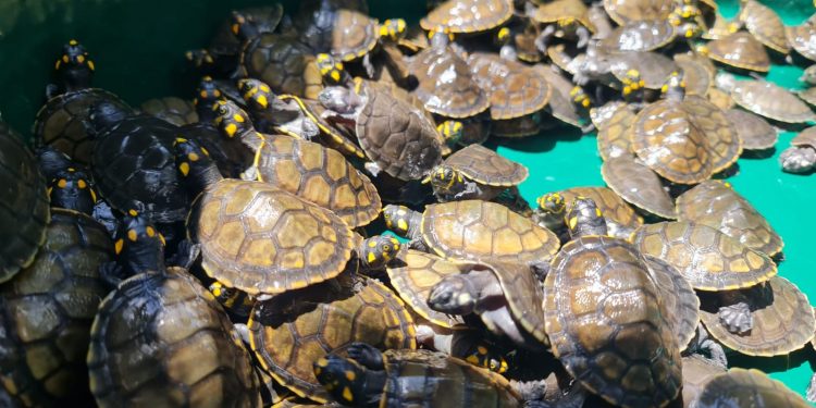 RDS Juma devolve 604 filhotes de quelônios à natureza