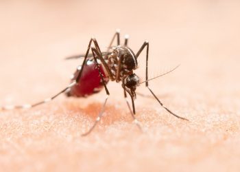 Dengue, Chikungunya e Zika: infectologista orienta sobre sintomas de cada doença