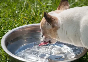 Pets e dengue: saiba as 5 principais informações sobre a doença e seu bichinho