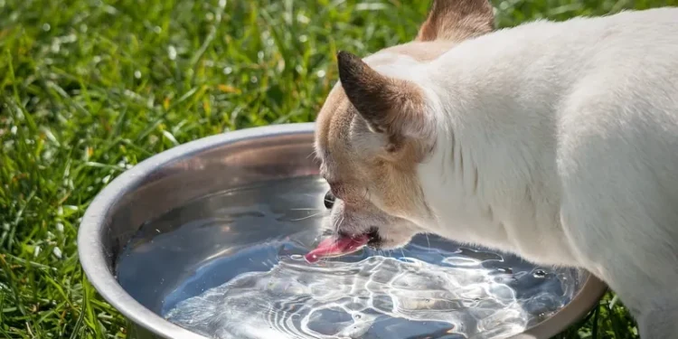Pets e dengue: saiba as 5 principais informações sobre a doença e seu bichinho