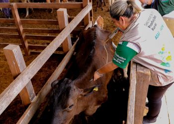 Governo federal reconhece Amazonas como área livre de febre aftosa sem vacinação