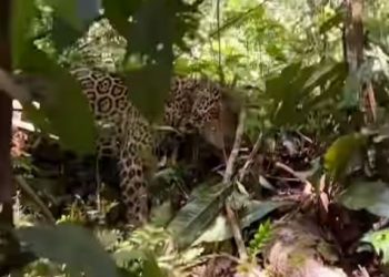 VÍDEO: turistas escapam de ataque de onça-pintada na Amazônia