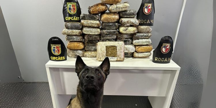 Mais de 30 kg de entorpecentes são apreendidos em embarcação no município de Barcelos