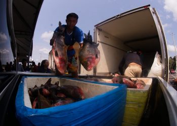 Wilson Lima anuncia doação de mais de 360 toneladas de peixe a instituições assistenciais do Amazonas