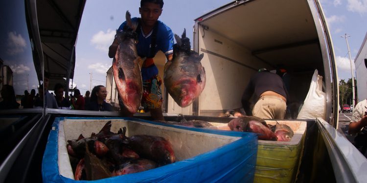 Wilson Lima anuncia doação de mais de 360 toneladas de peixe a instituições assistenciais do Amazonas