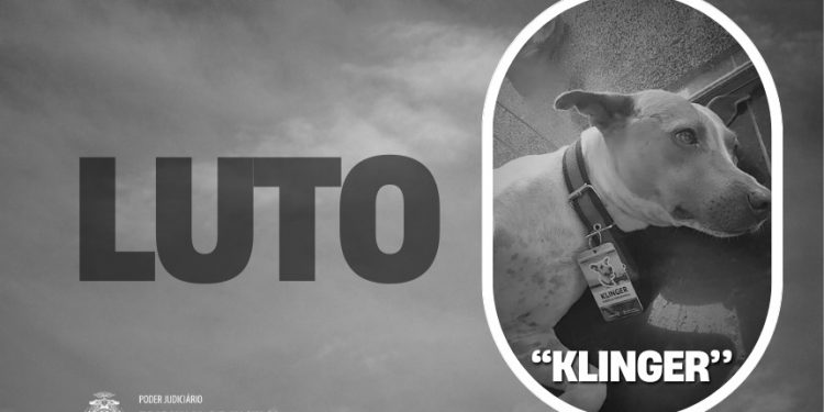 Luto: ‘Klinger’, cachorro do TJAM, morre vítima de atropelamento
