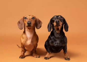 Lei alemã pode causar a extinção do cão ‘salsicha’ no País