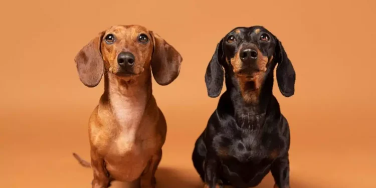 Lei alemã pode causar a extinção do cão ‘salsicha’ no País