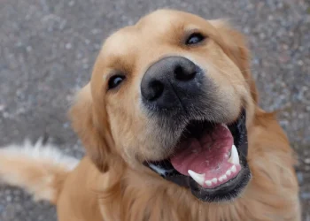 Março Amarelo alerta para doença renal em cães e gatos