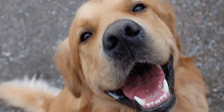 Março Amarelo alerta para doença renal em cães e gatos