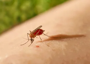 Turista do RJ que esteve no AM é diagnosticado com febre oropouche