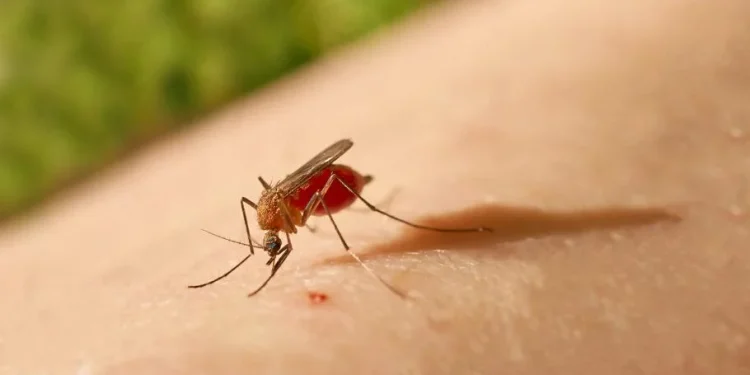 Turista do RJ que esteve no AM é diagnosticado com febre oropouche