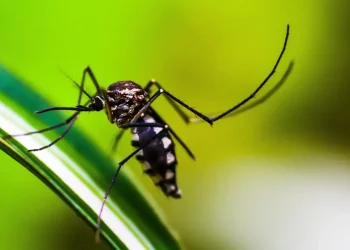 Amazonas registra mais 3 mil casos de Dengue em janeiro de 2024