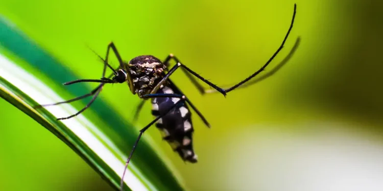 Amazonas registra mais 3 mil casos de Dengue em janeiro de 2024