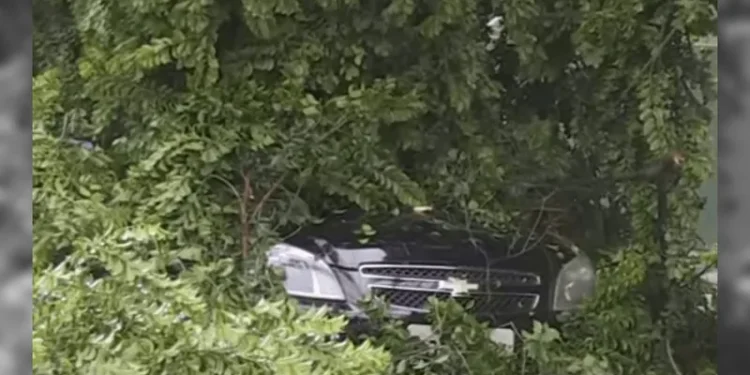 Mulher fica 2h presa em carro por árvore que caiu e deixou fios expostos