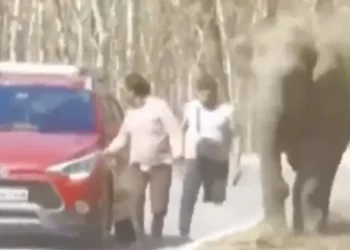 Turistas são perseguidos por elefante após tentarem fotografar o animal