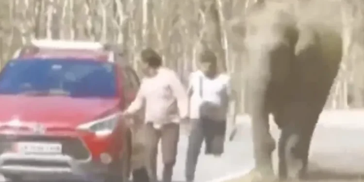 Turistas são perseguidos por elefante após tentarem fotografar o animal