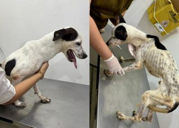 Após denúncias, mulheres são presas por maus-tratos a animais no bairro Petrópolis