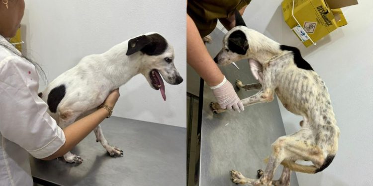 Após denúncias, mulheres são presas por maus-tratos a animais no bairro Petrópolis