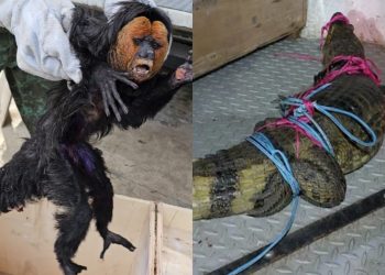 Polícia Militar do Amazonas captura e resgata dois animais silvestres