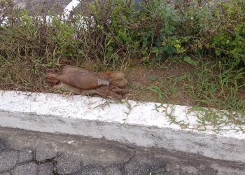 PMAM desmantela artefato explosivo deixado em calçada de unidade policial