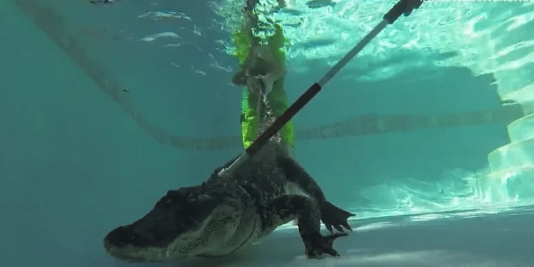 Explorador flagra captura real de jacaré selvagem em casa: ‘Fez o giro da morte’