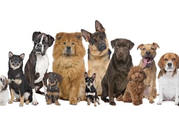 ‘Pais de pet’ tendem a gastar mais de R$ 200 por mês com bichos, diz levantamento