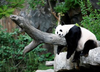 Pandas-gigantes: espécie é um dos maiores símbolos da China