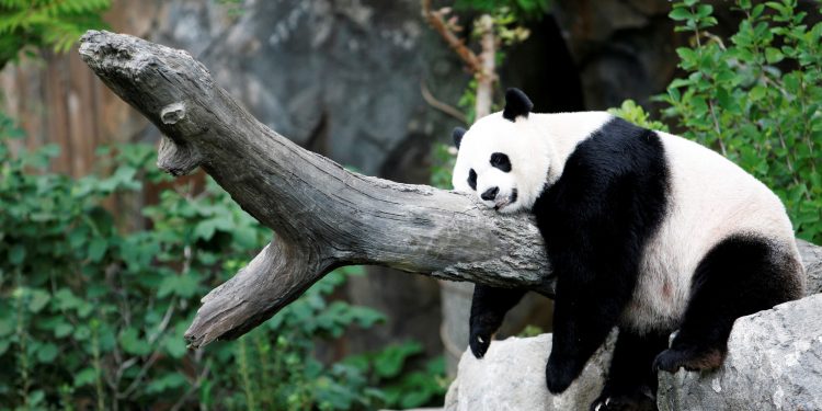 Pandas-gigantes: espécie é um dos maiores símbolos da China