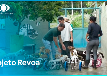Projeto Revoa faz o resgate de animais abandonados na rua em Manaus