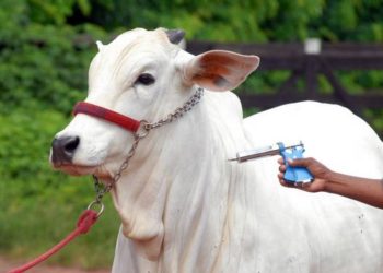 Adaf inicia campanha de vacinação contra febre aftosa em oito municípios