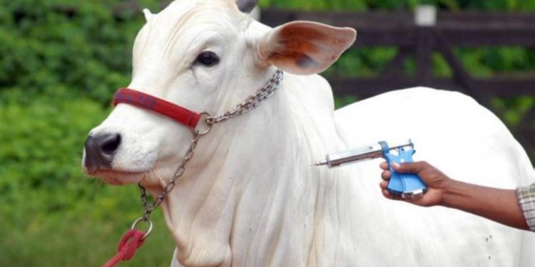 Adaf inicia campanha de vacinação contra febre aftosa em oito municípios