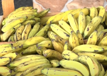 Preço da banana dispara nos mercados de Manaus