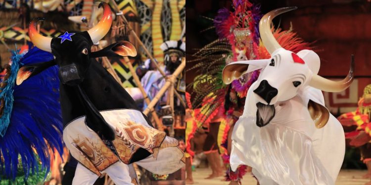 Caprichoso e Garantido participam pela primeira vez do ‘São João da Thay’, no Maranhão