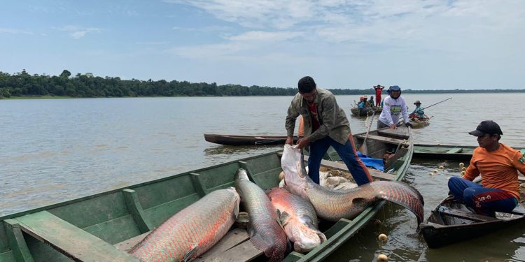 Juruá ganha novo acordo de pesca com benefício para mais de 450 pescadores