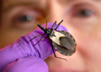 Amazonas é o terceiro Estado com maior número de casos da doença de Chagas