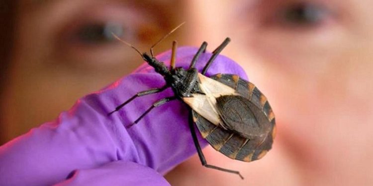 Amazonas é o terceiro Estado com maior número de casos da doença de Chagas